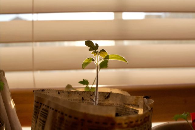 Culture by Design: Steering Your Organisation Through the Waves of Growth
